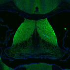 Anti-DAGLA Antibody