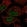 Anti-EBLN2 Antibody