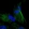 Anti-NKIRAS1 Antibody