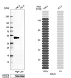 Western blot analysis in human cell lines HeLa and PC-3 using Anti-MSLN antibody. Corresponding MSLN RNA-seq data are presented for the same cell lines. Loading control: Anti-HSP90B1.