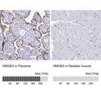 Anti-HMGB3 Antibody