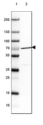 Lane 1: Marker [kDa] 250, 130, 100, 70, 55, 35, 25, 15, 10_br/_Lane 2: Human cell line RT-4