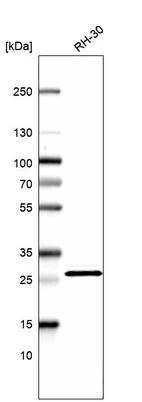 Western blot analysis in human cell line RH-30.