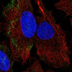 Anti-PARVB Antibody