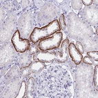 Anti-SAP25 Antibody