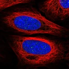Immunofluorescent staining of human cell line U-2 OS shows localization to nuclear bodies.