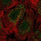 Immunofluorescent staining of human cell line A549 shows localization to nucleus & mitochondria.