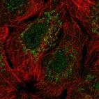 Immunofluorescent staining of human cell line A549 shows localization to nucleus & mitochondria.