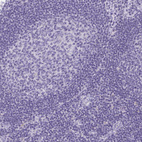 Immunohistochemical staining of human lymph node shows no positivity in germinal center cells as expected.
