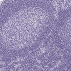 Immunohistochemical staining of human lymph node shows no positivity in germinal center cells as expected.