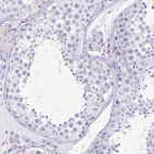 Immunohistochemical staining of human testis shows no positivity in cells in seminiferous ducts as expected.