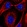 Anti-FTSJ3 Antibody