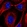 Anti-FTSJ3 Antibody