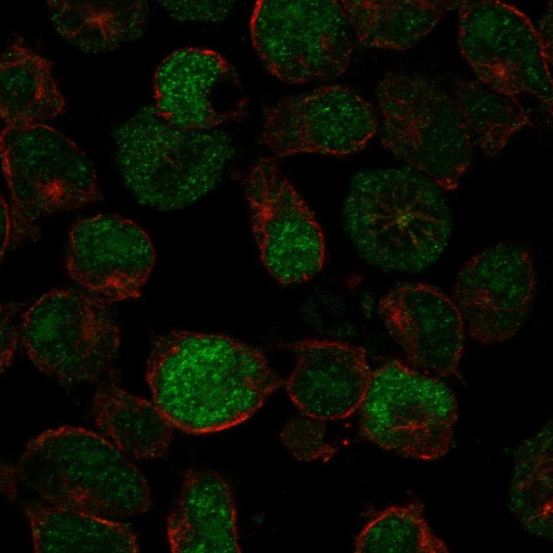 Anti-PRDM13 Antibody