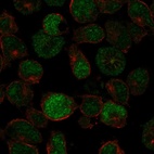 Anti-PRDM13 Antibody
