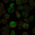 Anti-PRDM13 Antibody