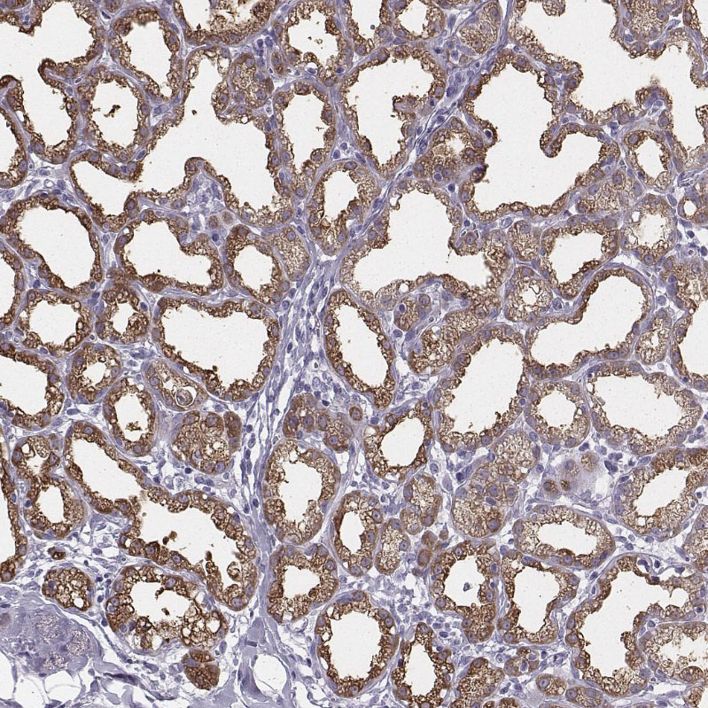 Anti-XDH Antibody