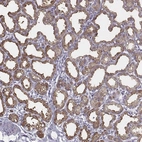 Anti-XDH Antibody
