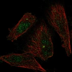 Immunofluorescent staining of human cell line U-251 MG shows localization to nucleus & microtubule organizing center.