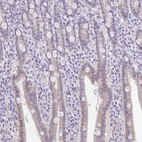 Immunohistochemical staining of human small intestine shows weak cytoplasmic positivity in glandular cells.