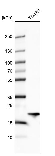Anti-ARL1 Antibody