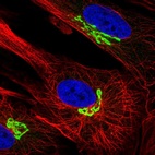 Immunofluorescent staining of human cell line BJ shows localization to the Golgi apparatus.