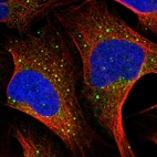 Immunofluorescent staining of human cell line U-2 OS shows localization to endoplasmic reticulum & vesicles.