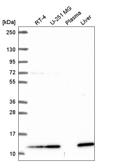 Anti-TMEM256 Antibody