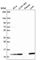 Anti-TMEM256 Antibody