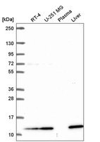 Anti-TMEM256 Antibody