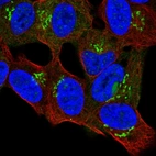 Immunofluorescent staining of human cell line SH-SY5Y shows localization to nucleus & the Golgi apparatus.
