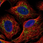 Immunofluorescent staining of human cell line U-2 OS shows localization to mitochondria.
