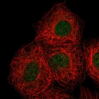 Immunofluorescent staining of human cell line MCF7 shows localization to nucleus.