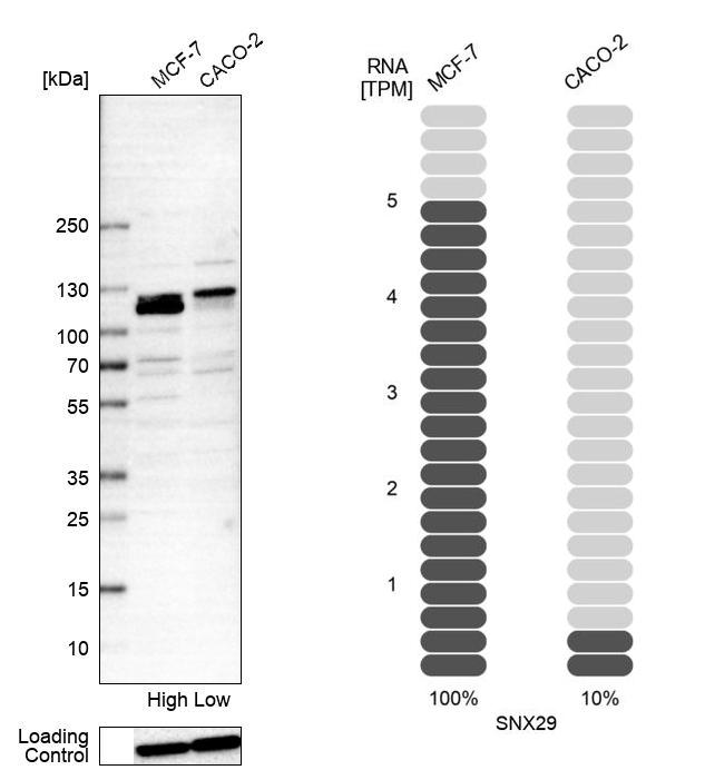 Anti-SNX29 Antibody