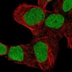 Immunofluorescent staining of human cell line HEK 293 shows localization to nucleus.