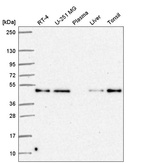 Anti-RELT Antibody