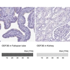 Anti-ODF3B Antibody