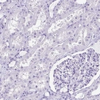 Immunohistochemical staining of human kidney shows low expression as expected.