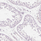 Immunohistochemical staining of human testis shows no nuclear positivity in cells in seminiferous ducts as expected.