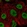 Anti-PLEKHG7 Antibody