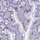 Anti-GPR137 Antibody