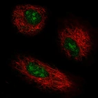 Immunofluorescent staining of human cell line A549 shows localization to nucleus & nucleoli.