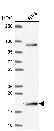 Anti-MSC Antibody