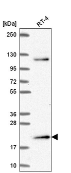 Anti-MSC Antibody