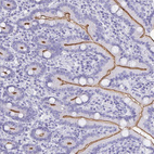 Anti-CFAP69 Antibody