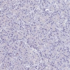 Immunohistochemical staining of human pancreas shows no membranous positivity in exocrine glandular cells.