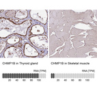 Anti-CHMP1B Antibody