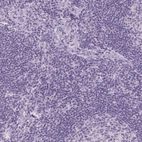 Immunohistochemical staining of human Lymph node shows no positivity in non-germinal center cells as expected.