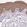 Anti-KRT1 Antibody