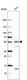 Anti-KRT1 Antibody